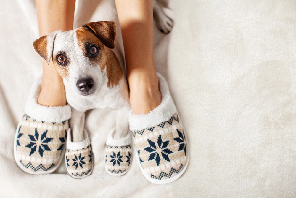 5-pet-business-idea-for-pet-humanization-01