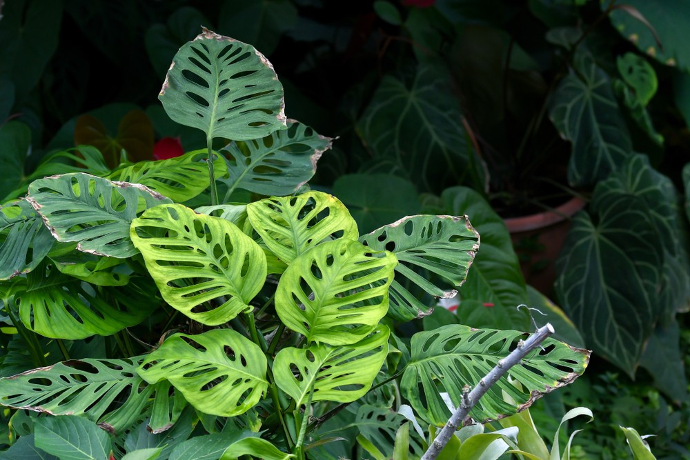earn-money-from-variegated-plant-01